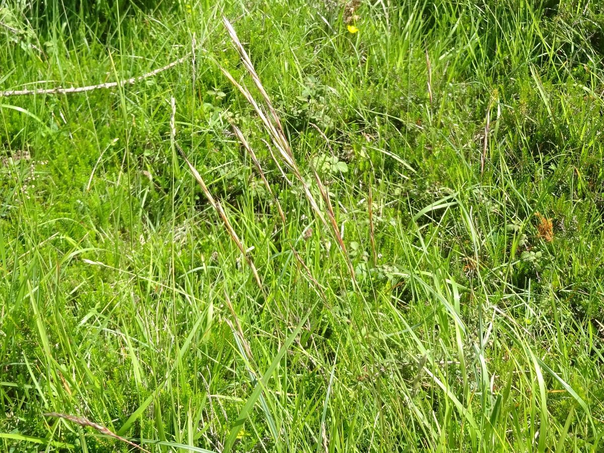 Helictochloa bromoides (Poaceae)